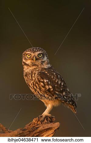 Little owl (Athene noctua) sits on tree stump, direct look, Rhineland-Palatinate, Germany, Europe View Large Photo Image Stock Image - Little owl (Athene noctua) sits on tree stump, direct look, Rhineland-Palatinate, Germany, Europe. Fotosearch