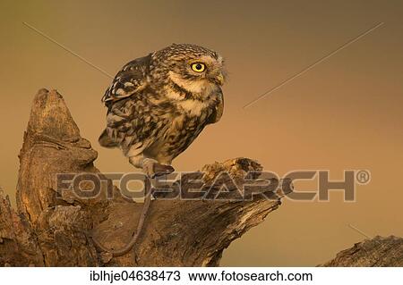 Stock Image - Little owl (Athene noctua) sits on tree stump with earthworm as prey, Rhineland-Palatinate, Germany, Europe. Fotosearch
