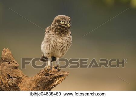 Little owl (Athene noctua) sits on tree stump, Rhineland-Palatinate, Germany, Europe View Large Photo Image Stock Image - Little owl (Athene noctua) sits on tree stump, Rhineland-Palatinate, Germany, Europe. Fotosearch