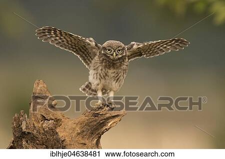 Stock Image - Little owl (Athene noctua) sits on tree stump, direct look, flapping wings, Rhineland-Palatinate, Germany, Europe. Fotosearch