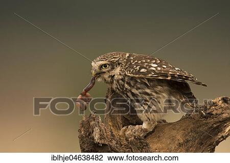 Stock Image - Little owl (Athene noctua) sits on tree stump with earthworm as prey, Rhineland-Palatinate, Germany, Europe. Fotosearch