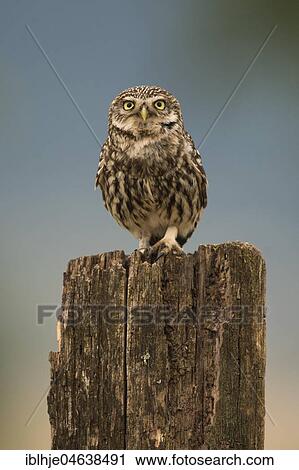 Stock Image - Little owl (Athene noctua) sits on tree stump, direct look, Rhineland-Palatinate, Germany, Europe. Fotosearch
