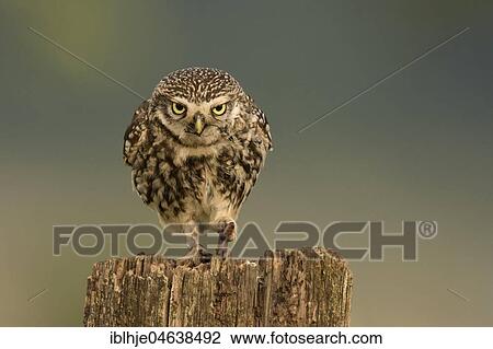 Stock Image - Little owl (Athene noctua) sits on tree stump with worm as prey, direct look, Rhineland-Palatinate, Germany, Europe. Fotosearch