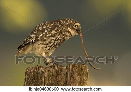 Little owl (Athene noctua) sits on tree stump, eats worm as prey, Rhineland-Palatinate, Germany, Europe View Large Photo Image Stock Image - Little owl (Athene noctua) sits on tree stump, eats worm as prey, Rhineland-Palatinate, Germany, Europe. Fotosearch