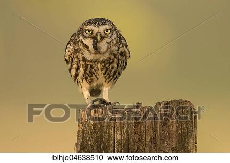 Stock Image - Little owl (Athene noctua) sits on tree stump with worm as prey, direct look, Rhineland-Palatinate, Germany, Europe. Fotosearch