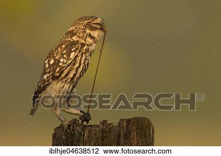 Stock Image - Little owl (Athene noctua) sits on tree stump, eats worm as prey, Rhineland-Palatinate, Germany, Europe. Fotosearch