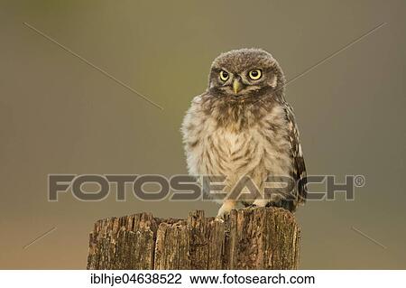 Stock Image - Little owl (Athene noctua) sits on tree stump, direct look, Rhineland-Palatinate, Germany, Europe. Fotosearch