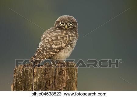 Stock Image - Little owl (Athene noctua) sits on tree stump, direct look, Rhineland-Palatinate, Germany, Europe. Fotosearch