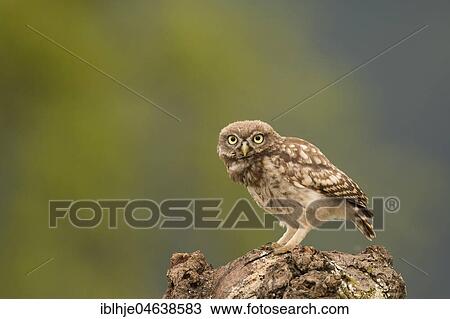 Stock Image - Little owl (Athene noctua) sits on tree stump, direct look, Rhineland-Palatinate, Germany, Europe. Fotosearch