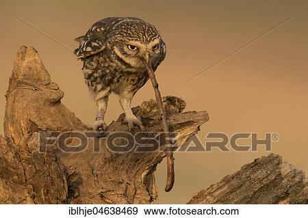Stock Photo - Little owl (Athene noctua) sits on tree stump with earthworm as prey, Rhineland-Palatinate, Germany, Europe. Fotosearch