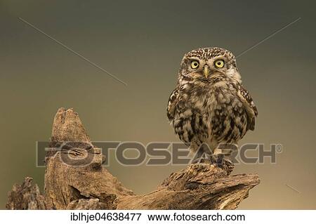 Stock Photo - Little owl (Athene noctua) sits on tree stump, direct look, Rhineland-Palatinate, Germany, Europe. Fotosearch