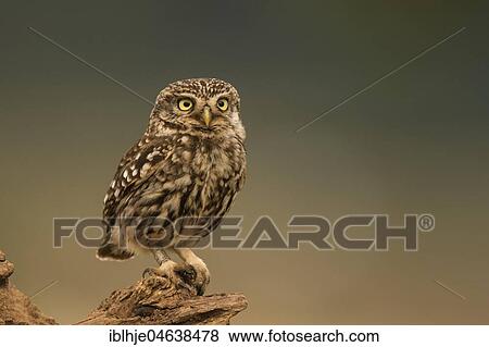 Stock Photo - Little owl (Athene noctua) sits on tree stump, Rhineland-Palatinate, Germany, Europe. Fotosearch