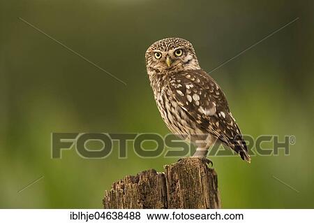 Stock Photo - Little owl (Athene noctua) sits on tree stump, direct look, Rhineland-Palatinate, Germany, Europe. Fotosearch