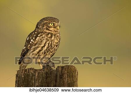 Little owl (Athene noctua) sits on tree stump with shrew as prey, Rhineland-Palatinate, Germany, Europe View Large Photo Image Stock Photo - Little owl (Athene noctua) sits on tree stump with shrew as prey, Rhineland-Palatinate, Germany, Europe. Fotosearch
