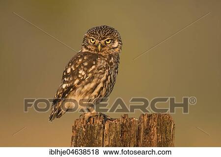 Stock Photo - Little owl (Athene noctua) sits on tree stump, direct look, Rhineland-Palatinate, Germany, Europe. Fotosearch