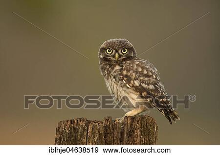Stock Photo - Little owl (Athene noctua) sits on tree stump, direct look, Rhineland-Palatinate, Germany, Europe. Fotosearch