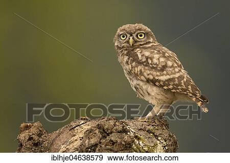 Little owl (Athene noctua) sits on tree stump, direct look, Rhineland-Palatinate, Germany, Europe View Large Photo Image Stock Photo - Little owl (Athene noctua) sits on tree stump, direct look, Rhineland-Palatinate, Germany, Europe. Fotosearch