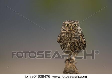 Stock Photograph - Little owl (Athene noctua) sits on tree stump, direct look, Rhineland-Palatinate, Germany, Europe. Fotosearch