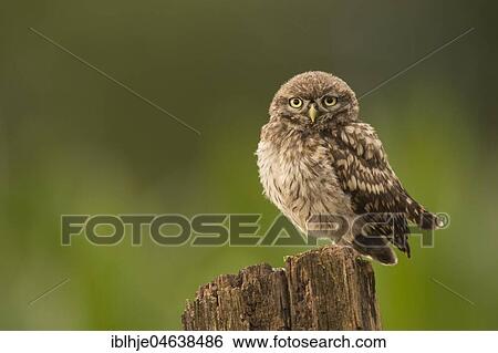 Little owl (Athene noctua) sits on tree stump, direct look, Rhineland-Palatinate, Germany, Europe View Large Photo Image Stock Photograph - Little owl (Athene noctua) sits on tree stump, direct look, Rhineland-Palatinate, Germany, Europe. Fotosearch