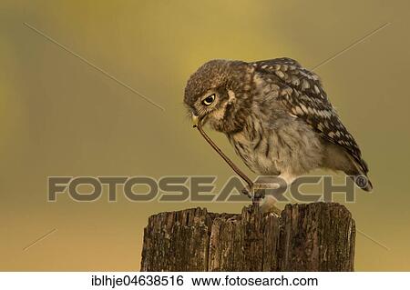 Stock Photograph - Little owl (Athene noctua) sits on tree stump, eats worm as prey, Rhineland-Palatinate, Germany, Europe. Fotosearch