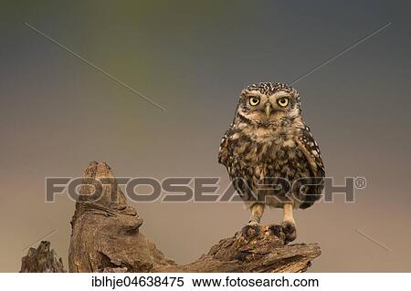 Stock Photography - Little owl (Athene noctua) sits on tree stump, direct look, Rhineland-Palatinate, Germany, Europe. Fotosearch