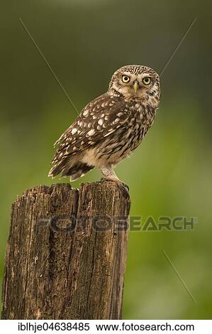 Stock Photography - Little owl (Athene noctua) sits on tree stump, direct look, Rhineland-Palatinate, Germany, Europe. Fotosearch