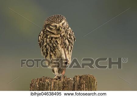 Stock Photography - Little owl (Athene noctua) sits on tree stump, eats worm as prey, Rhineland-Palatinate, Germany, Europe. Fotosearch