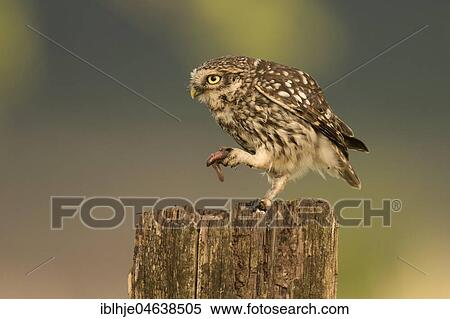 Little owl (Athene noctua) sits on tree stump, eats worm as prey, Rhineland-Palatinate, Germany, Europe View Large Photo Image Stock Photography - Little owl (Athene noctua) sits on tree stump, eats worm as prey, Rhineland-Palatinate, Germany, Europe. Fotosearch