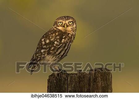 Stock Photography - Little owl (Athene noctua) sits on tree stump, direct look, Rhineland-Palatinate, Germany, Europe. Fotosearch