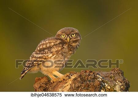 Stock Photography - Little owl (Athene noctua) sits on tree stump, direct look, Rhineland-Palatinate, Germany, Europe. Fotosearch