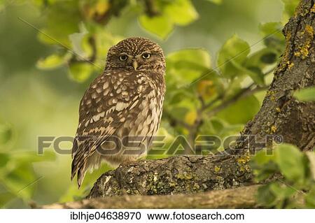 Stock Image - Little owl (Athene noctua) sitting in a tree, direct look, Rhineland-Palatinate, Germany, Europe. Fotosearch
