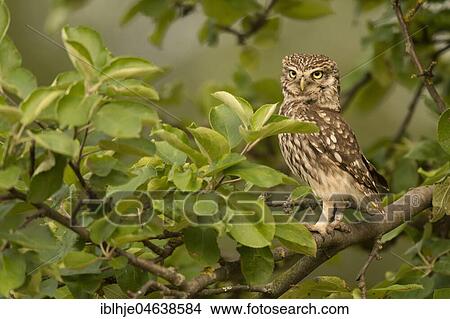 Little owl (Athene noctua), sitting in a tree, Rhineland-Palatinate, Germany, Europe View Large Photo Image Picture - Little owl (Athene noctua), sitting in a tree, Rhineland-Palatinate, Germany, Europe. Fotosearch