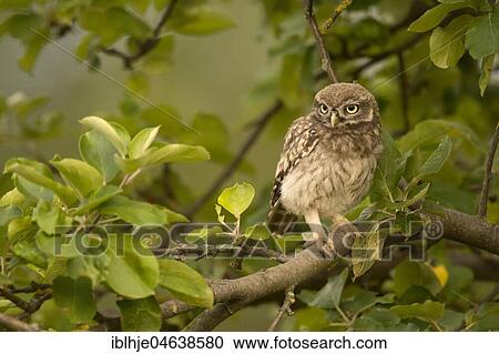 Stock Image - Little owl (Athene noctua), sitting in a tree, Rhineland-Palatinate, Germany, Europe. Fotosearch
