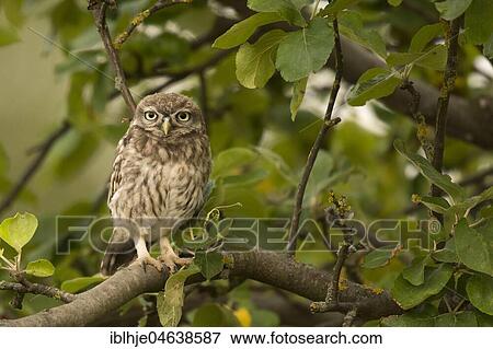 Stock Photo - Little owl (Athene noctua), sitting in a tree, direct look, Rhineland-Palatinate, Germany, Europe. Fotosearch
