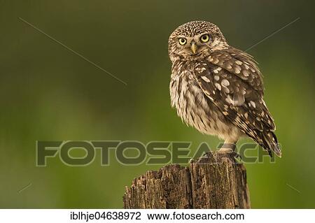 Stock Image - Little owl (Athene noctua) sitting on tree stump, direct look, Rhineland-Palatinate, Germany, Europe. Fotosearch