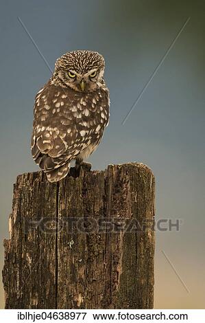 Stock Photo - Little owl (Athene noctua) sitting on tree stump, direct look, Rhineland-Palatinate, Germany, Europe. Fotosearch