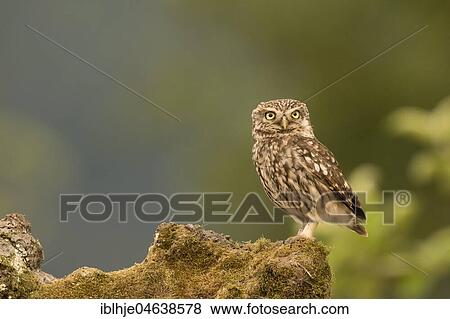 Stock Photo - Little owl (Athene noctua), sitting, direct look, Rhineland-Palatinate, Germany, Europe. Fotosearch