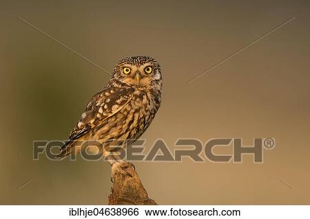 Little owl (Athene noctua) sitting, direct look, Rhineland-Palatinate, Germany, Europe View Large Photo Image Stock Photograph - Little owl (Athene noctua) sitting, direct look, Rhineland-Palatinate, Germany, Europe. Fotosearch