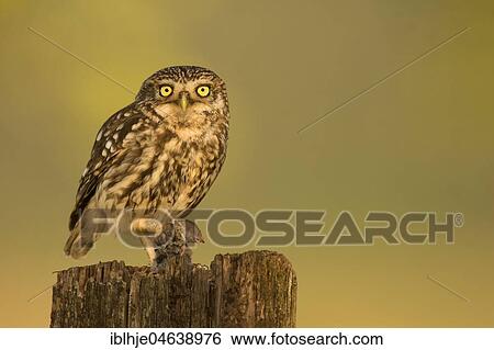 Little owl (Athene noctua) with mouse as prey on tree stump, Rhineland-Palatinate, Germany, Europe View Large Photo Image Stock Photograph - Little owl (Athene noctua) with mouse as prey on tree stump, Rhineland-Palatinate, Germany, Europe. Fotosearch