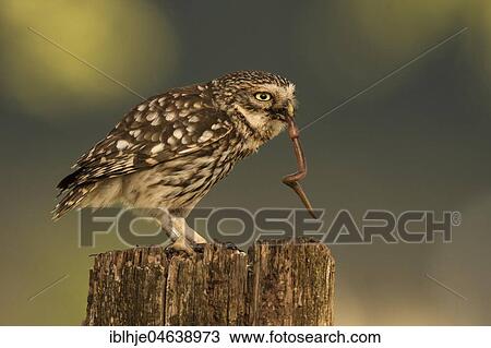 Stock Image - Little owl (Athene noctua) with earthworm as prey on tree stump, Rhineland-Palatinate, Germany, Europe. Fotosearch
