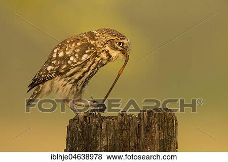 Little owl (Athene noctua) with earthworm as prey on tree stump, Rhineland-Palatinate, Germany, Europe View Large Photo Image Stock Photo - Little owl (Athene noctua) with earthworm as prey on tree stump, Rhineland-Palatinate, Germany, Europe. Fotosearch