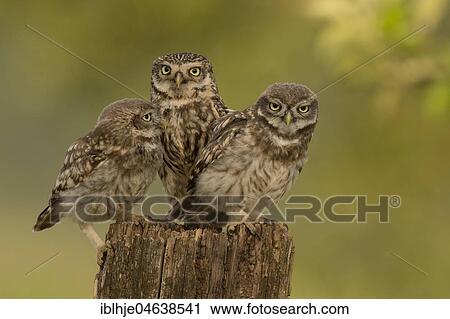 Stock Image - Little owl (Athene noctua), Young birds with one adult bird, Rhineland-Palatinate, Germany, Europe. Fotosearch