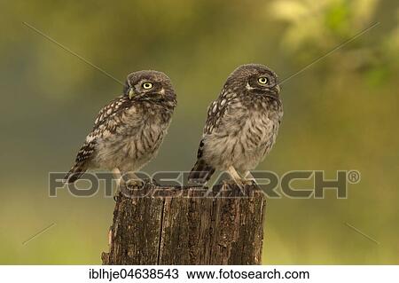 Stock Image - Little owl (Athene noctua), Young birds, Rhineland-Palatinate, Germany, Europe. Fotosearch