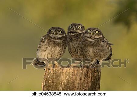 Little owl (Athene noctua), Young birds, Rhineland-Palatinate, Germany, Europe View Large Photo Image Stock Photography - Little owl (Athene noctua), Young birds, Rhineland-Palatinate, Germany, Europe. Fotosearch