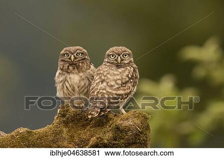 Little owls (Athene noctua), sitting, direct look, Rhineland-Palatinate, Germany, Europe View Large Photo Image Stock Image - Little owls (Athene noctua), sitting, direct look, Rhineland-Palatinate, Germany, Europe. Fotosearch