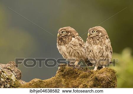 Little owls (Athene noctua), sitting, direct look, Rhineland-Palatinate, Germany, Europe View Large Photo Image Stock Image - Little owls (Athene noctua), sitting, direct look, Rhineland-Palatinate, Germany, Europe. Fotosearch