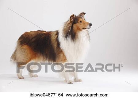 Longhair collie, male, standing View Large Photo Image Picture - Longhair collie, male, standing. Fotosearch