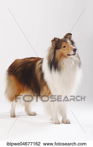 Longhair collie, male, standing View Large Photo Image Stock Image - Longhair collie, male, standing. Fotosearch
