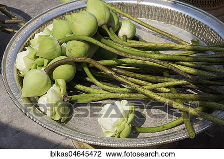 Lotus flowers on a tray, in front of the Emerald Buddha Temple, Wat Phra Kae, Ko Ratanakosin, Bangkok, Thailand, Asia View Large Photo Image Stock Image - Lotus flowers on a tray, in front of the Emerald Buddha Temple, Wat Phra Kae, Ko Ratanakosin, Bangkok, Thailand, Asia. Fotosearch