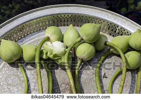 Lotus flowers on a tray, in front of the Emerald Buddha Temple, Wat Phra Kae, Ko Ratanakosin, Bangkok, Thailand, Asia View Large Photo Image Stock Photo - Lotus flowers on a tray, in front of the Emerald Buddha Temple, Wat Phra Kae, Ko Ratanakosin, Bangkok, Thailand, Asia. Fotosearch